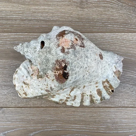 Large Conch Seashell - Picture 2 of 11